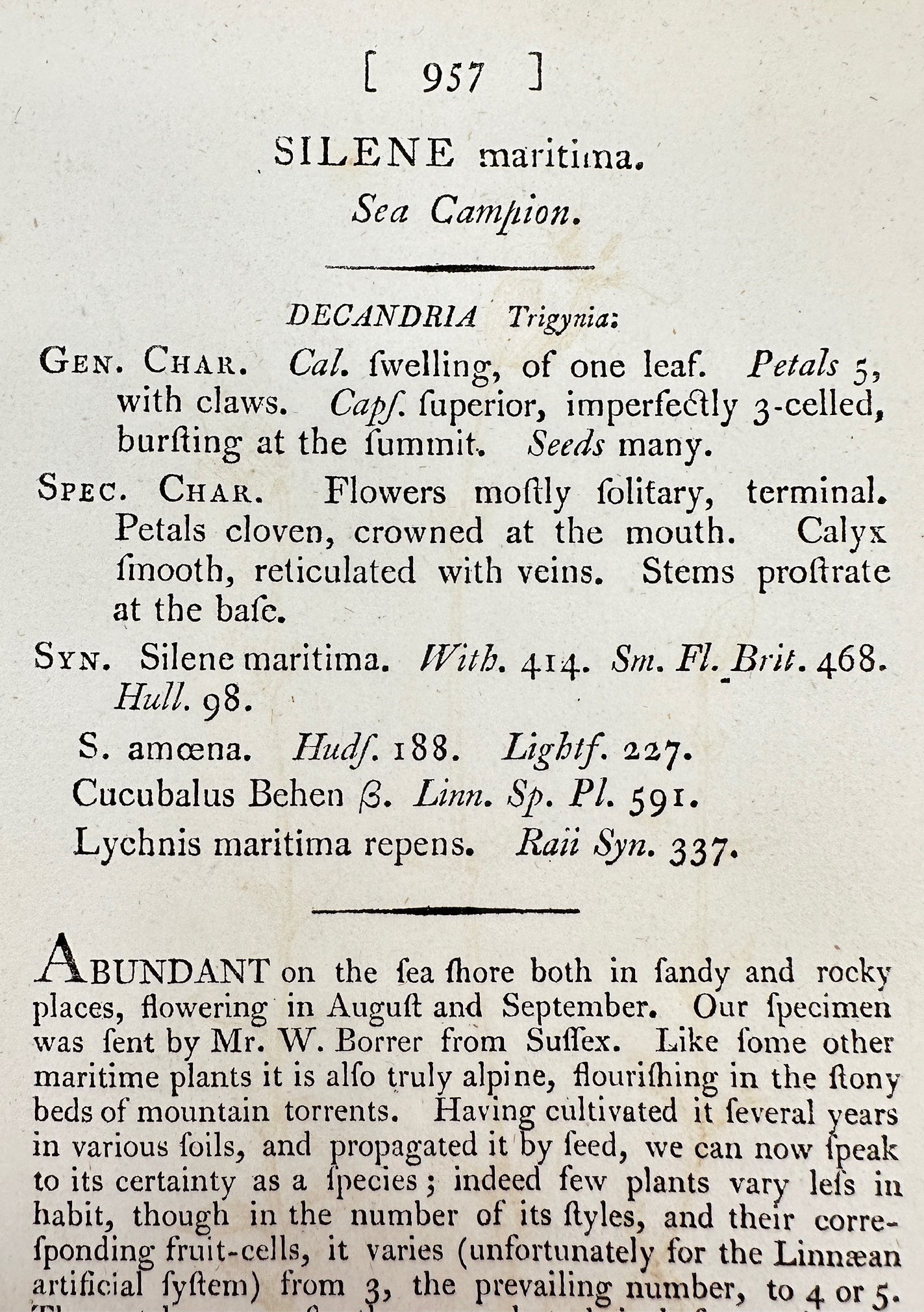 Antique Botanical Print - James Sowerby - Silene Maritima - Sea Campion - F1