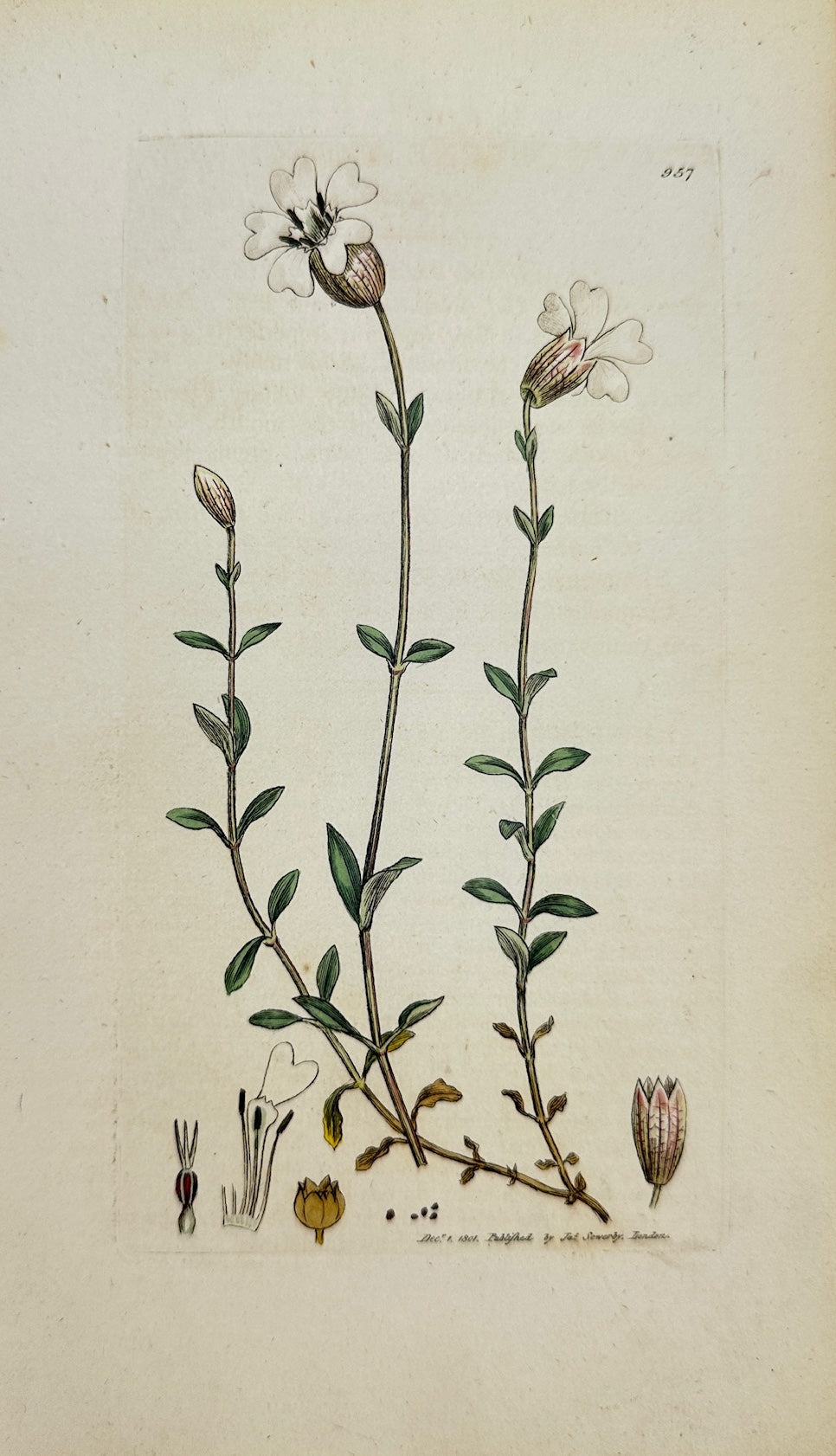 Antique Botanical Print - James Sowerby - Silene Maritima - Sea Campion - F1