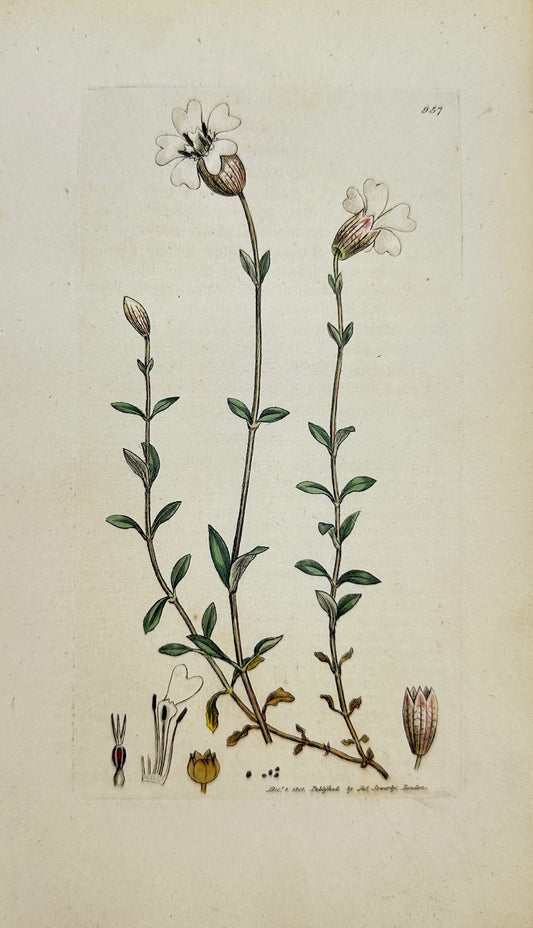 Antique Botanical Print - James Sowerby - Silene Maritima - Sea Campion - F1