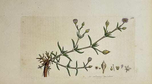 Antique Print - James Sowerby - Arenaria Marina - Sea Spurrey-Sandwort - F1