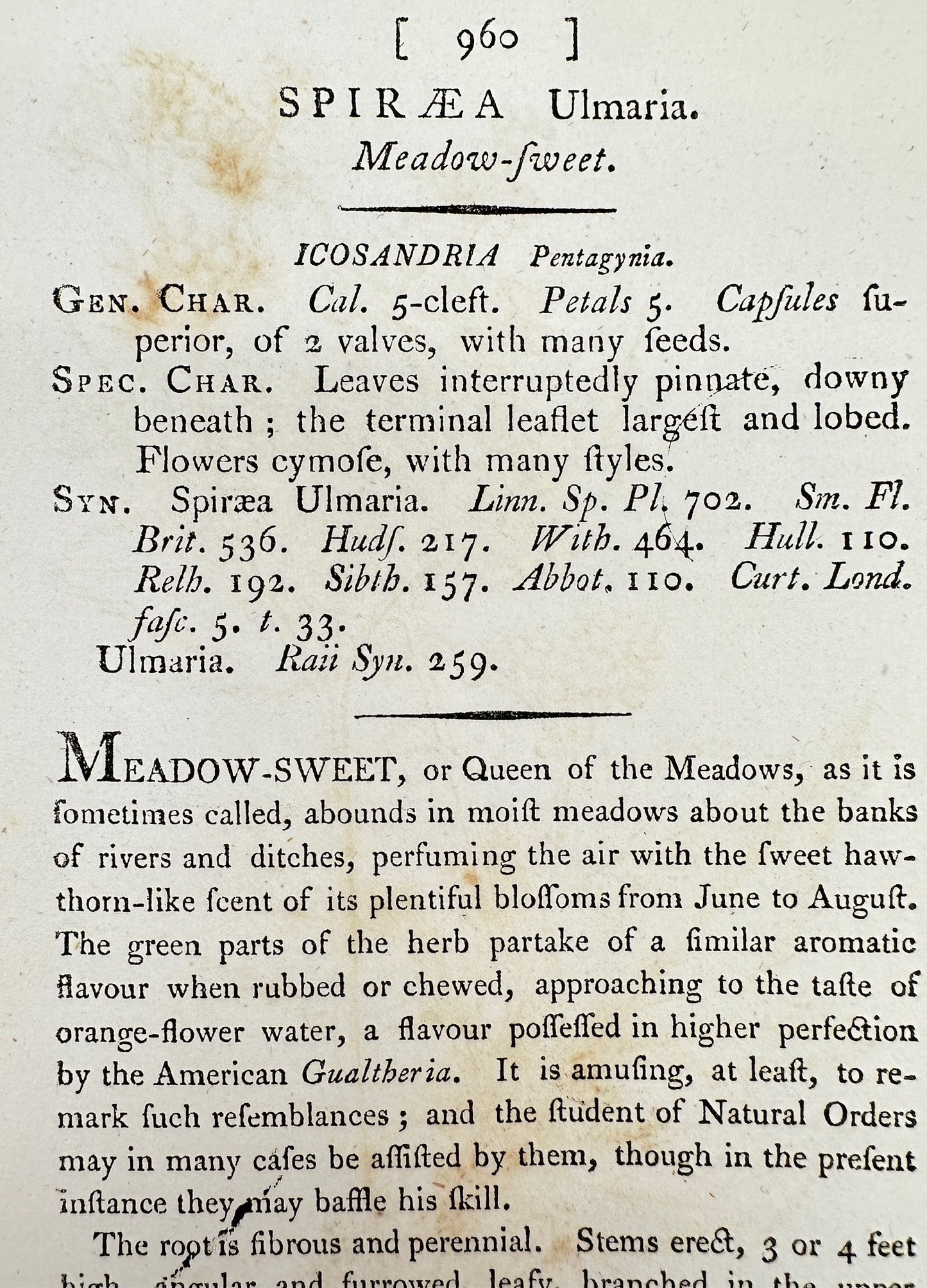 Antique Botanical Print - James Sowerby - Spiraea Ulmaria - Meadow-fweet - F1