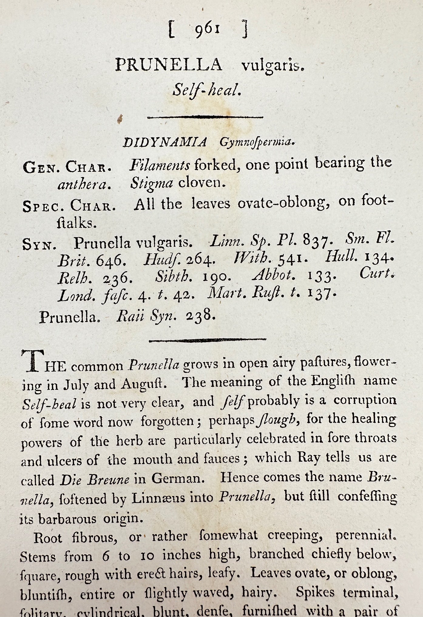 Antique Botanical Print - James Sowerby - Prunella Vulgaris - Self-heal - F1