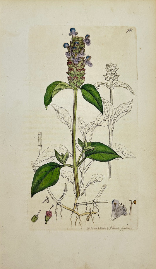 Antique Botanical Print - James Sowerby - Prunella Vulgaris - Self-heal - F1