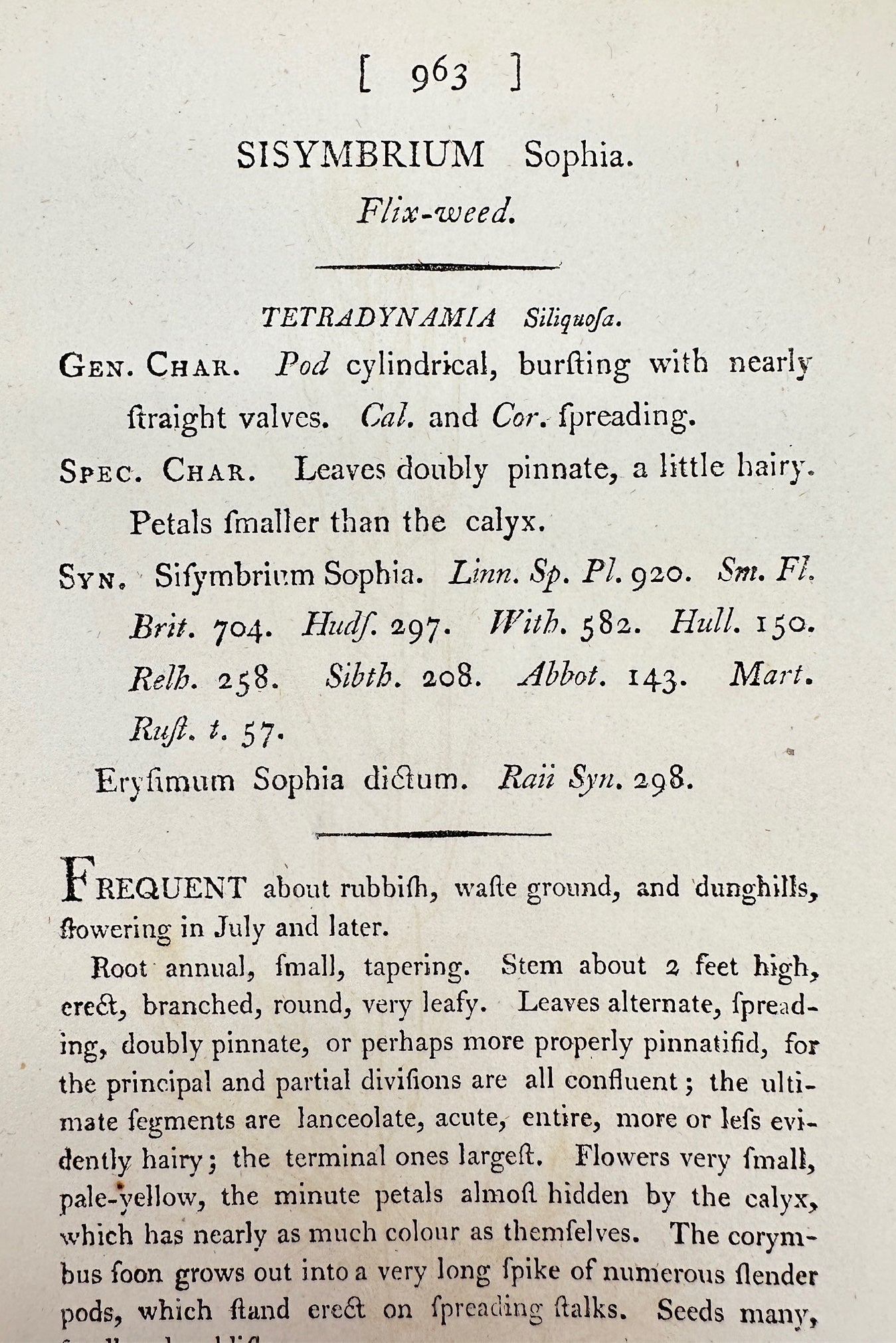 Antique Botanical Print - James Sowerby - Sisymbrium Sophia - Flix-weed - F1