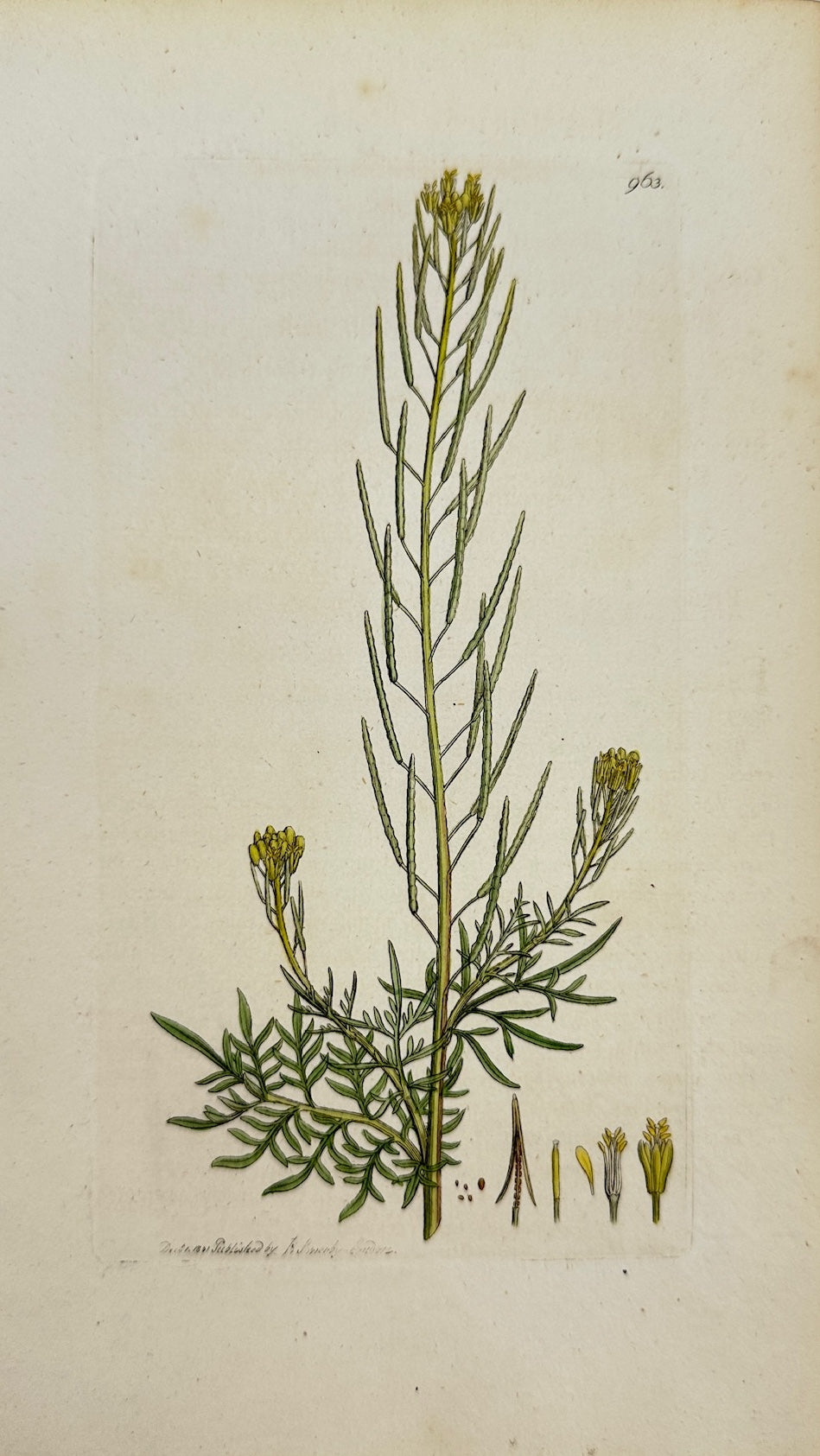 Antique Botanical Print - James Sowerby - Sisymbrium Sophia - Flix-weed - F1