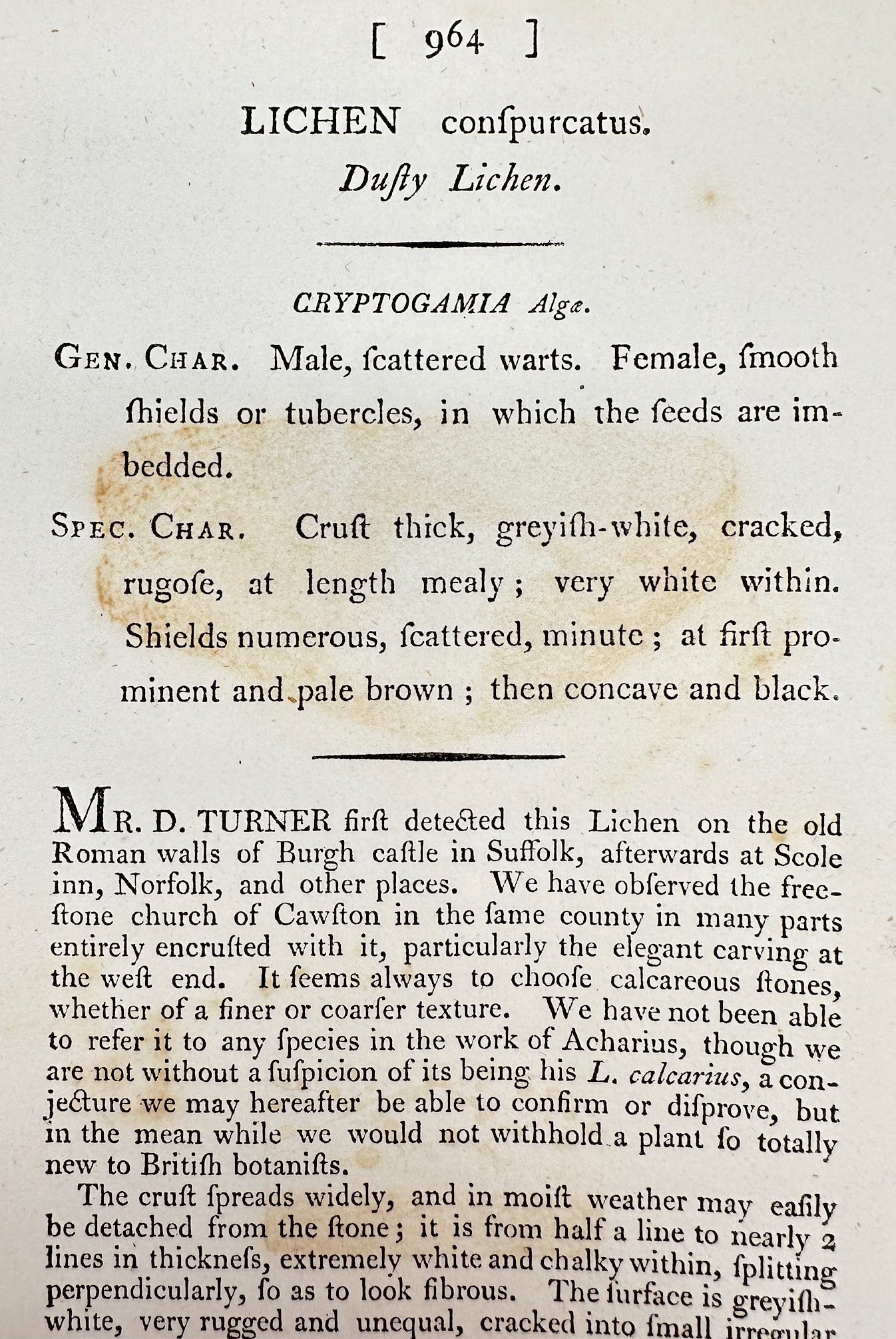 Antique Print - James Sowerby - Lichen Confpurcatus - Dusty Lichen - F1