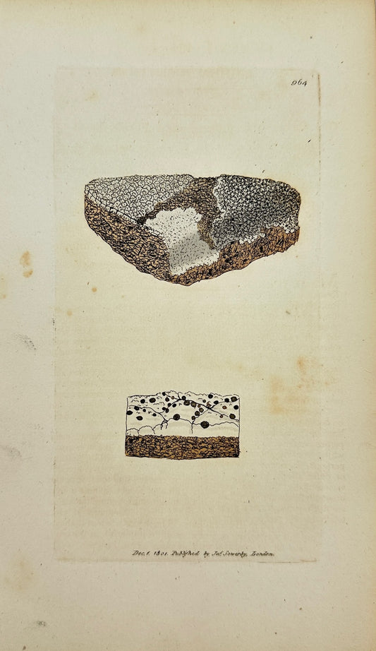 Antique Print - James Sowerby - Lichen Confpurcatus - Dusty Lichen - F1
