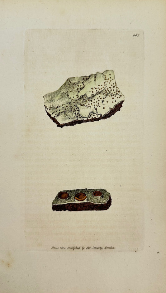 Antique Print - James Sowerby - Lichen Corneus - Horny-cupped Lichen - F1