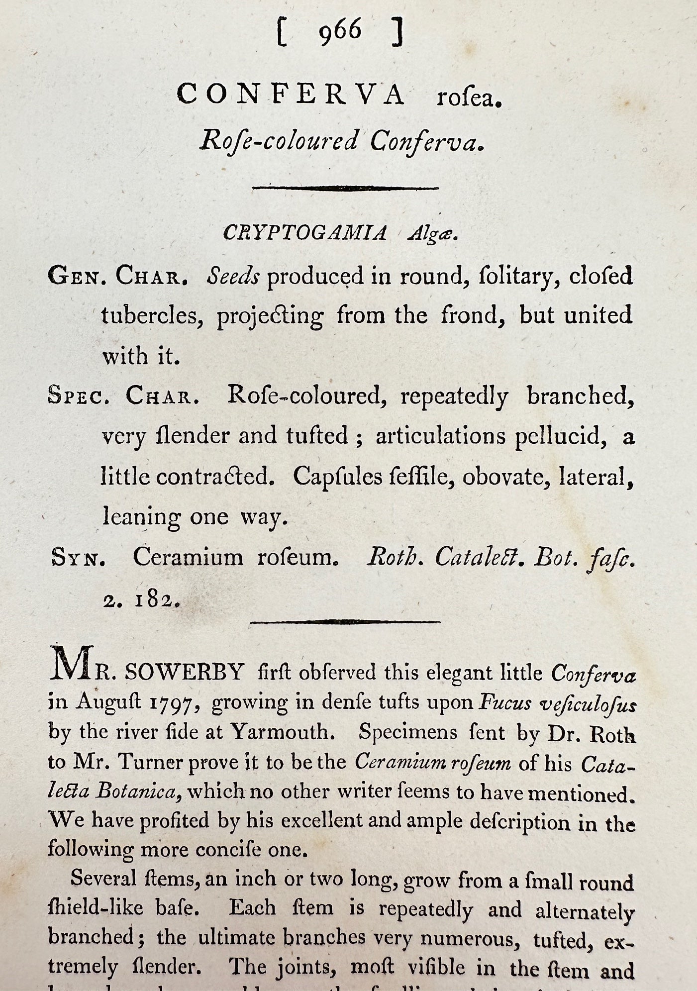 Antique Print - James Sowerby - Conferva Rofea - Rofe-coloured Conferva - F1