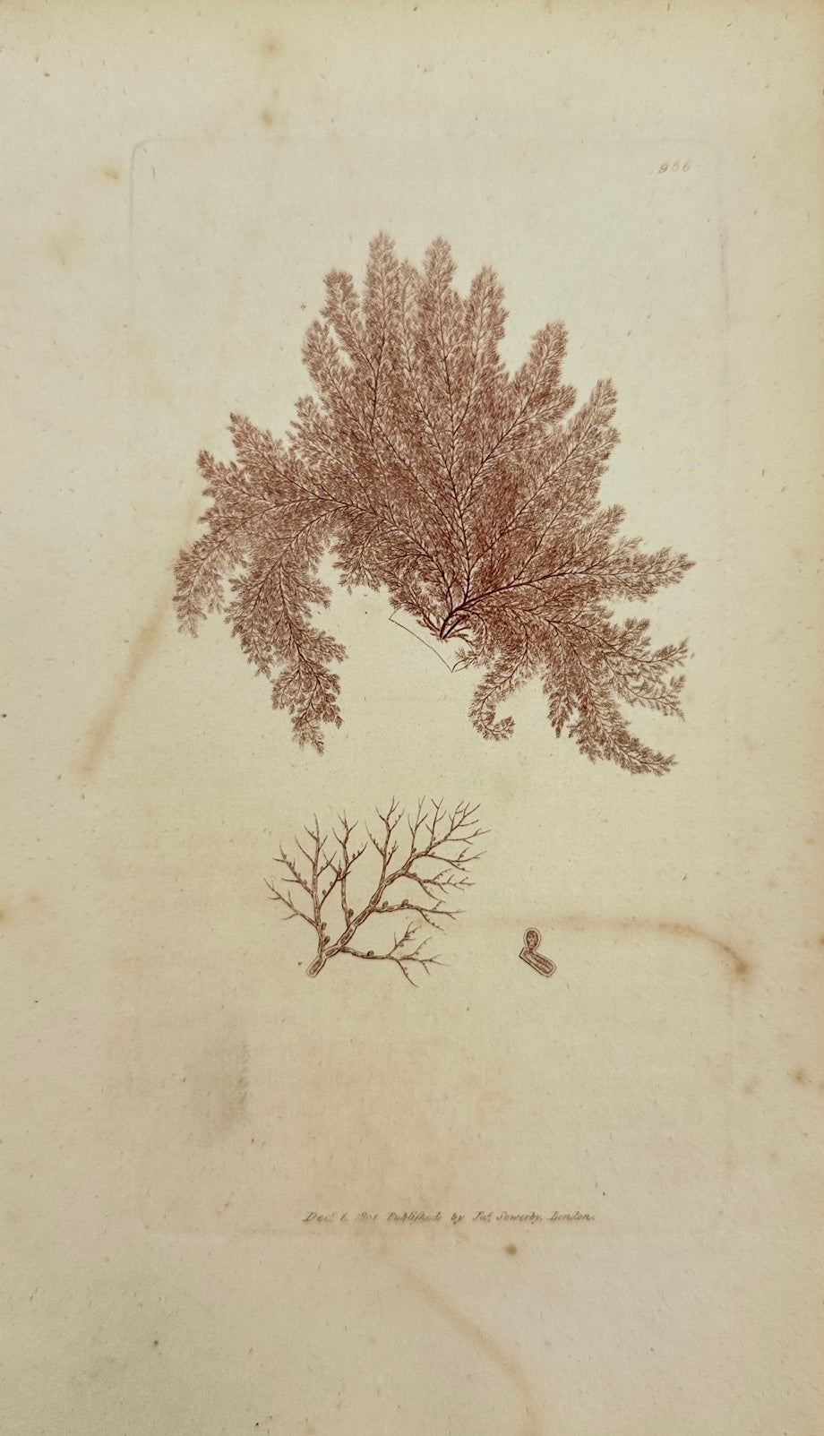 Antique Print - James Sowerby - Conferva Rofea - Rofe-coloured Conferva - F1