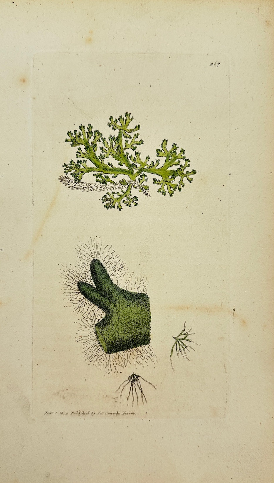 Antique Botanical Print - James Sowerby - Ulva Incrafſata - Thick Laver - F1