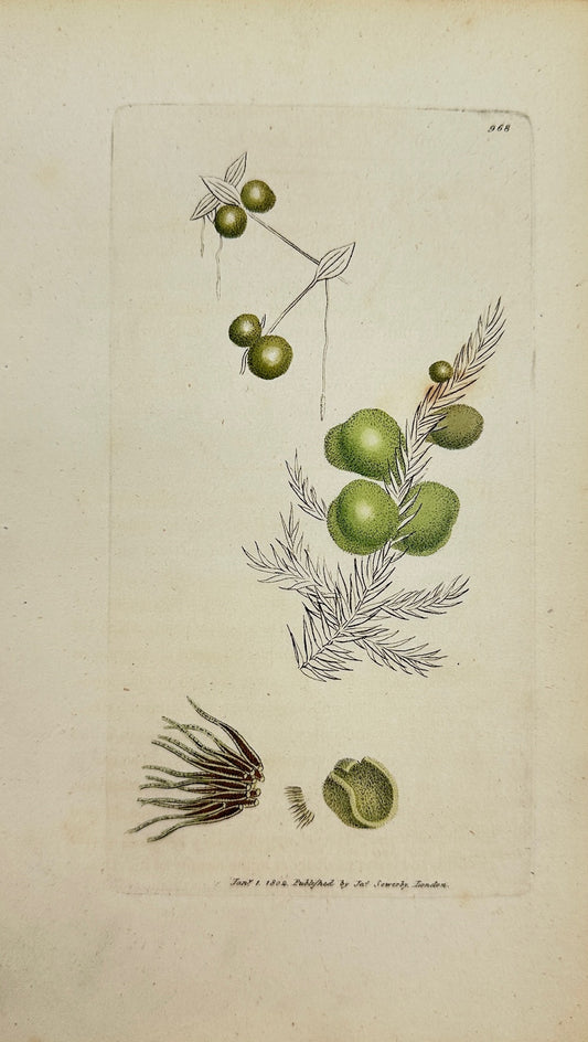 Antique Botanical Print - James Sowerby - Ulva Pruniformis - Plum Laver - F1