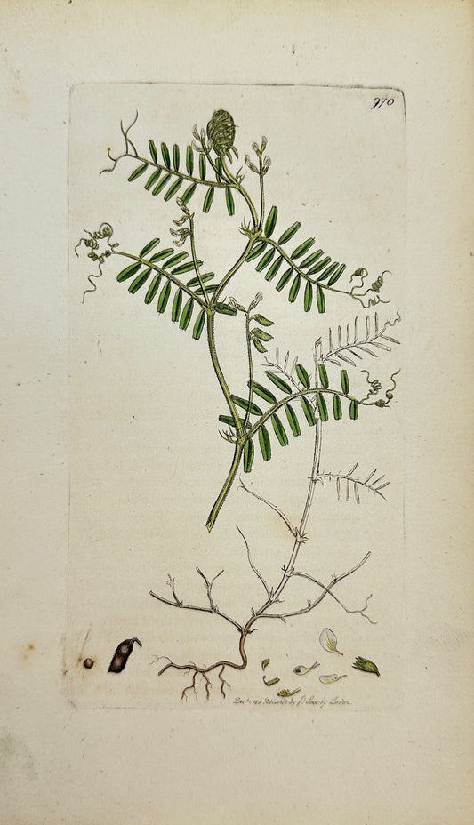 Antique Botanical Print - James Sowerby - Ervum Hirfutum - Hairy Tare - F1