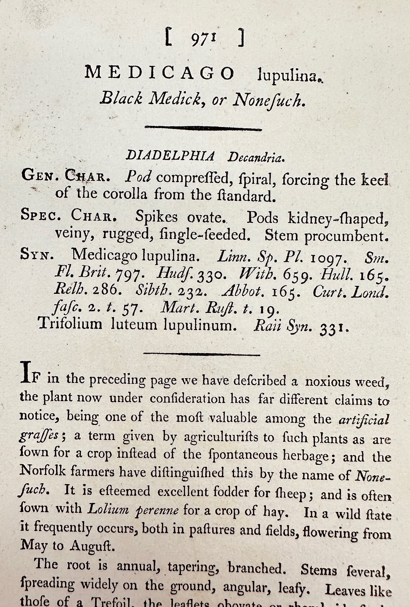 Antique Botanical Print - James Sowerby - Medicago Lupulina - Black Medick - F1
