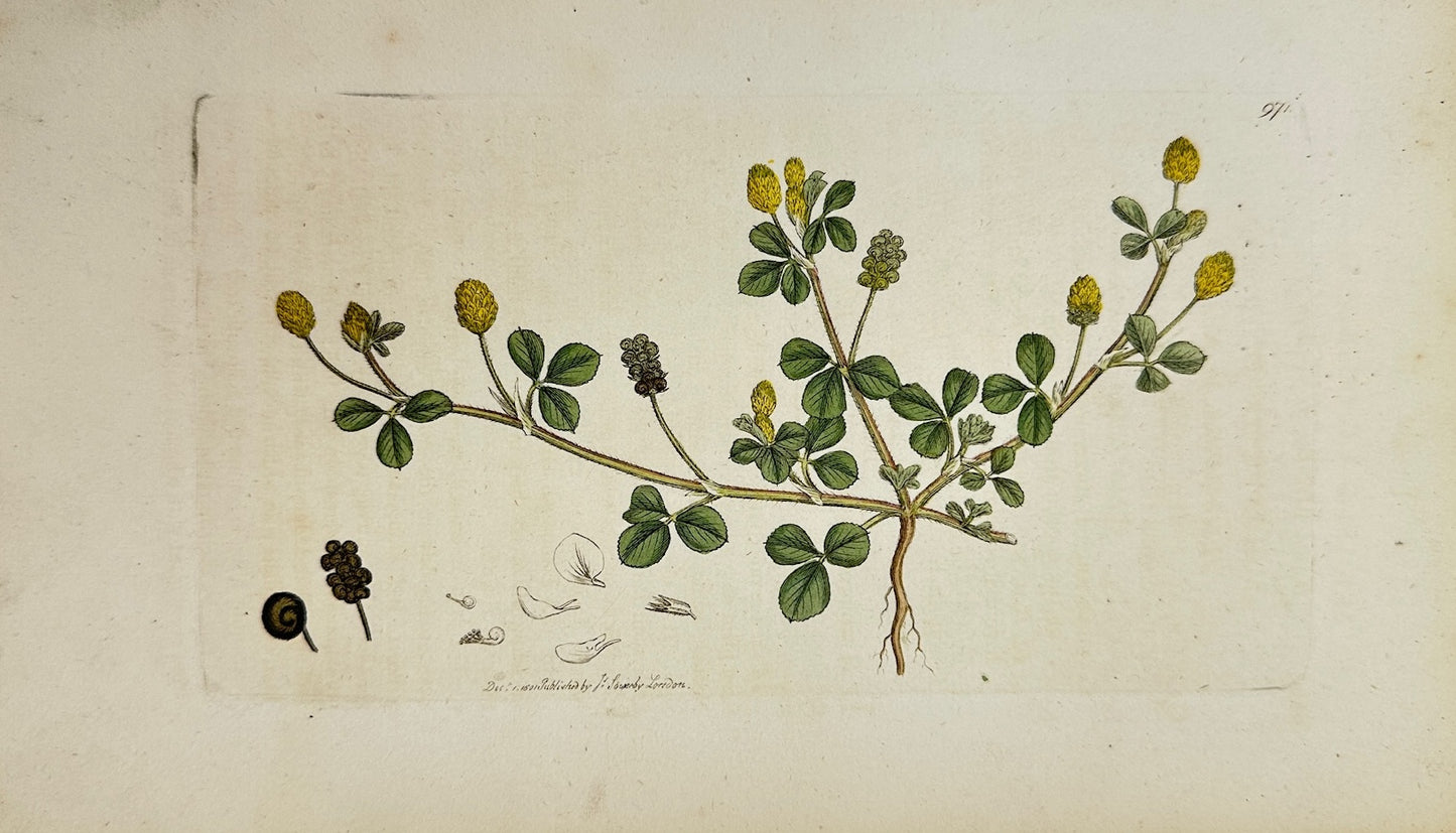 Antique Botanical Print - James Sowerby - Medicago Lupulina - Black Medick - F1