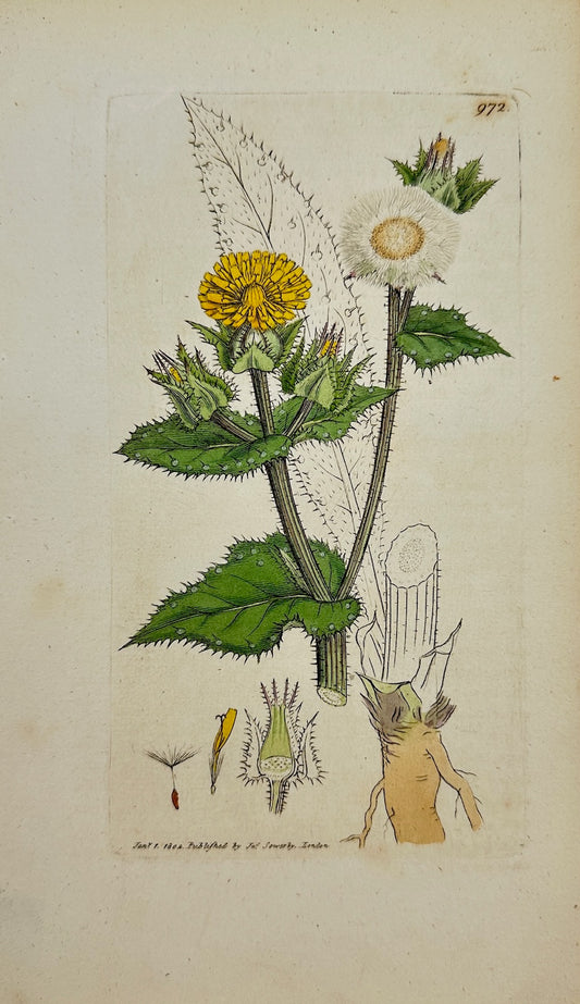 Antique Print - James Sowerby - Picris Echioides - Briftly Ox-tongue - F1