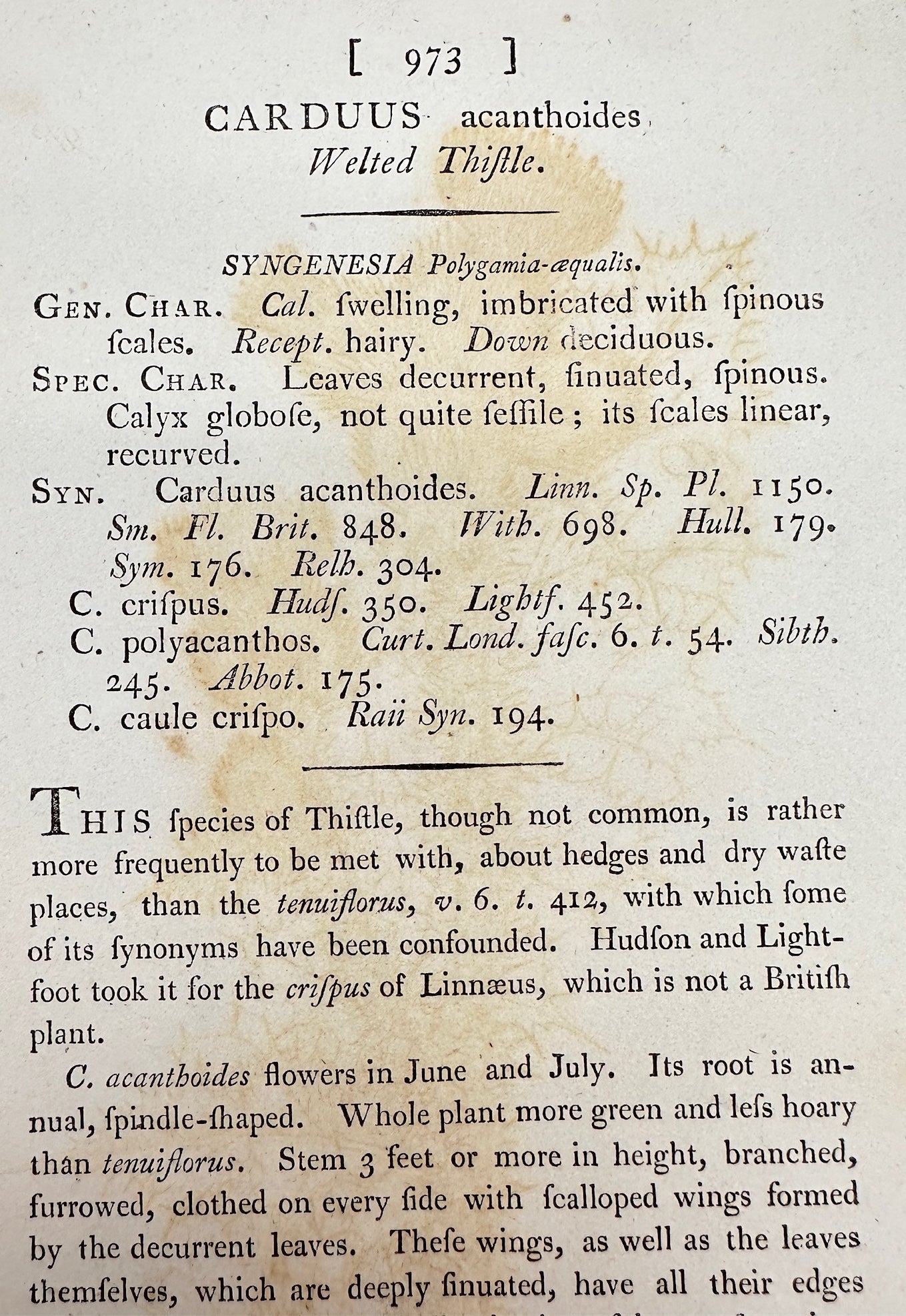 Antique Print - James Sowerby - Carduus Acanthoides - Welted Thistle - F1