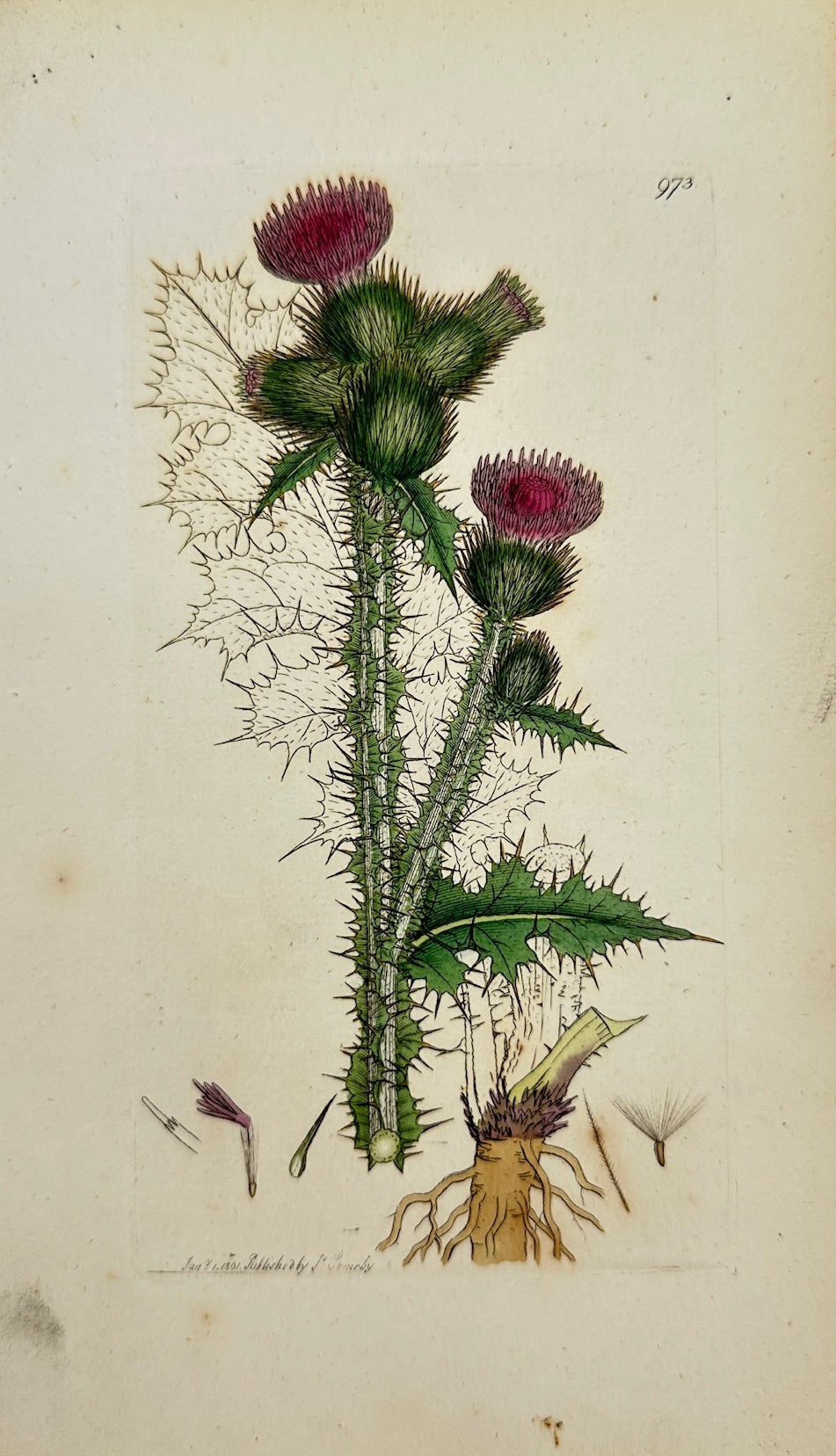 Antique Print - James Sowerby - Carduus Acanthoides - Welted Thistle - F1