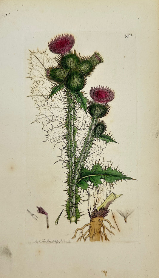 Antique Print - James Sowerby - Carduus Acanthoides - Welted Thistle - F1
