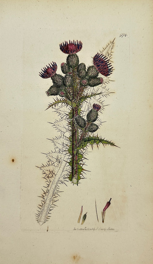 Antique Botanical Print - James Sowerby - Carduus Paluftris - Marsh Thistle - F1