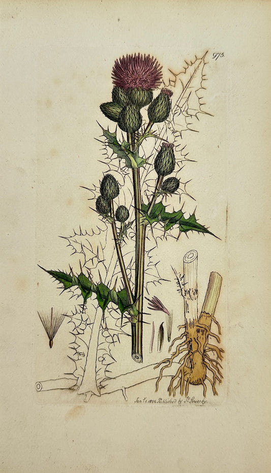 Antique Print - James Sowerby - Carduus Arvenfis - Creeping Thistle - F1