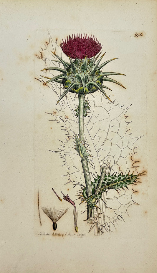Antique Botanical Print - James Sowerby - Carduus Marianus - Milk Thistle - F1