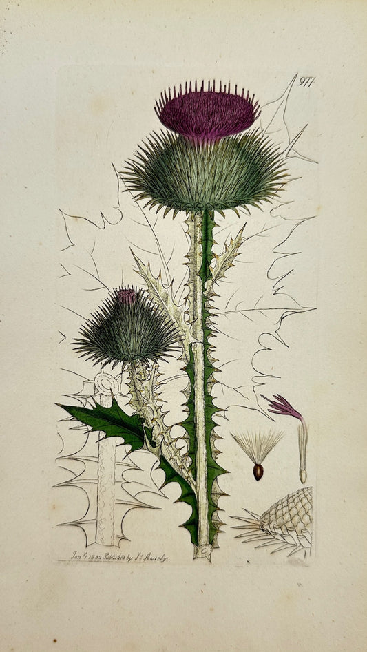 Antique Print - James Sowerby - Onopordum Acanthium - Cotton-Thistle - F1