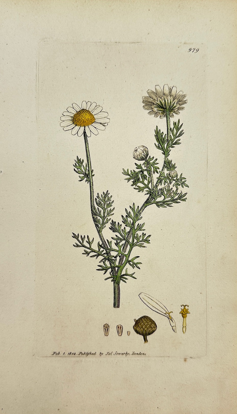 Antique Print - James Sowerby - Pyrethrum Maritimum - Sea Feverfew - F1