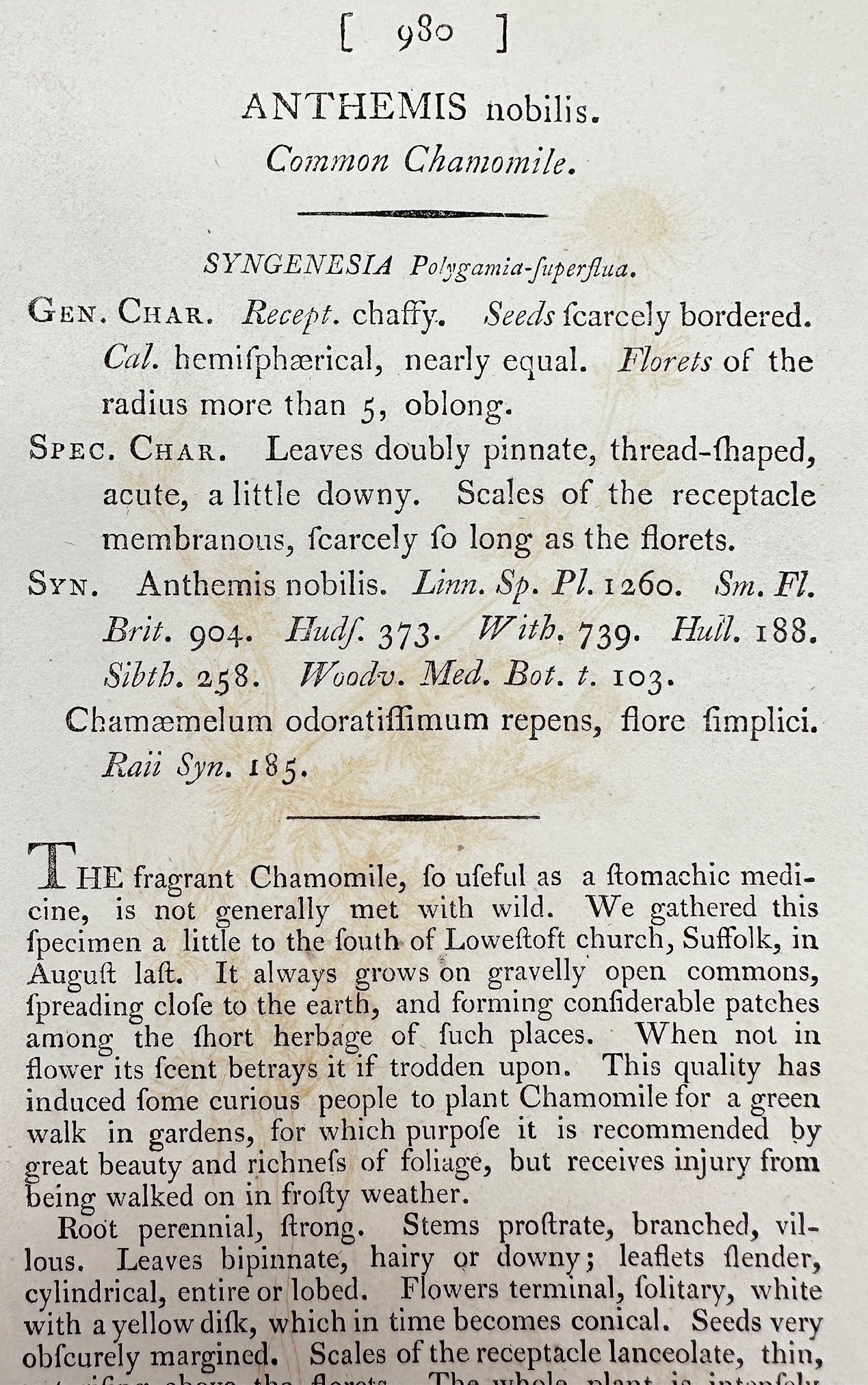 Antique Print - James Sowerby - Anthemis Nobilis - Common Chamomile - F1