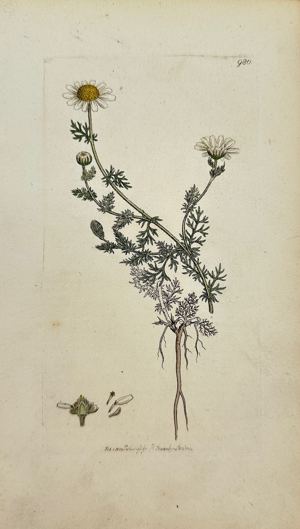 Antique Print - James Sowerby - Anthemis Nobilis - Common Chamomile - F1