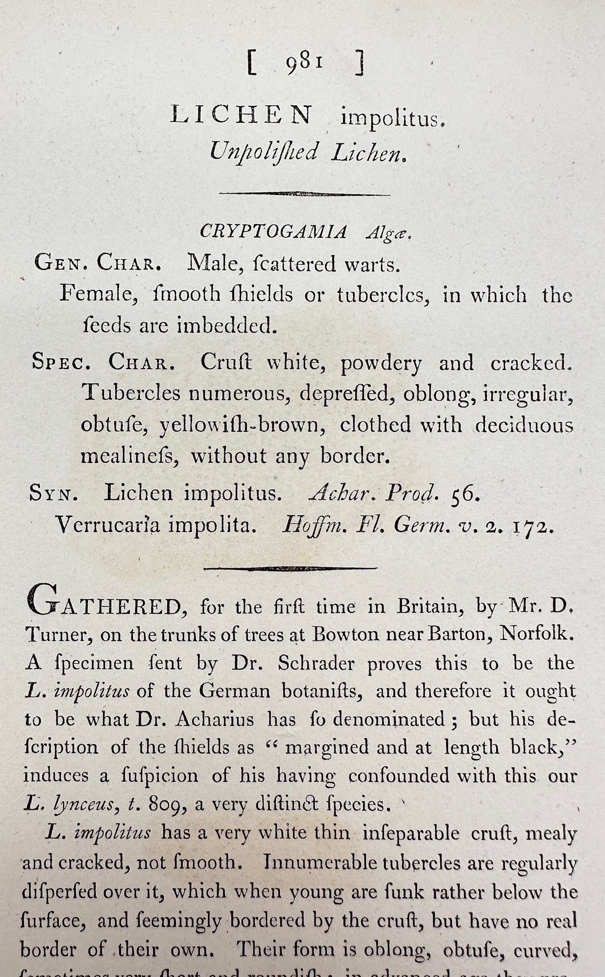 Antique Print - James Sowerby - Lichen Impolitus - Unpolished Lichen - F1