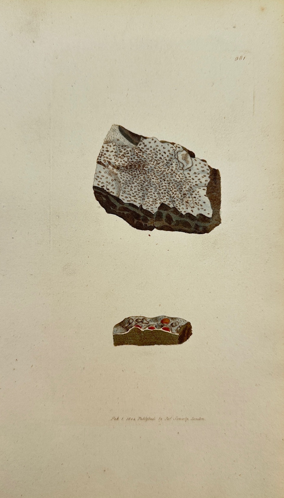 Antique Print - James Sowerby - Lichen Impolitus - Unpolished Lichen - F1