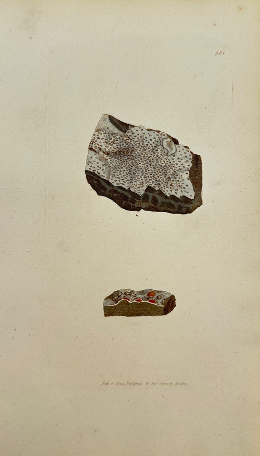 Antique Print - James Sowerby - Lichen Impolitus - Unpolished Lichen - F1