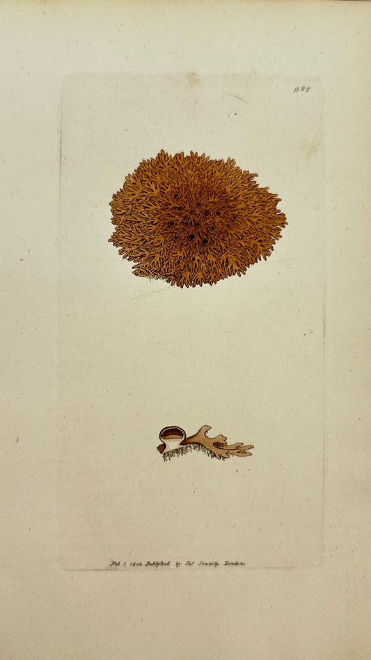 Antique Botanical Print - James Sowerby - Lichen Aquilus - Sun-burnt Lichen - F1