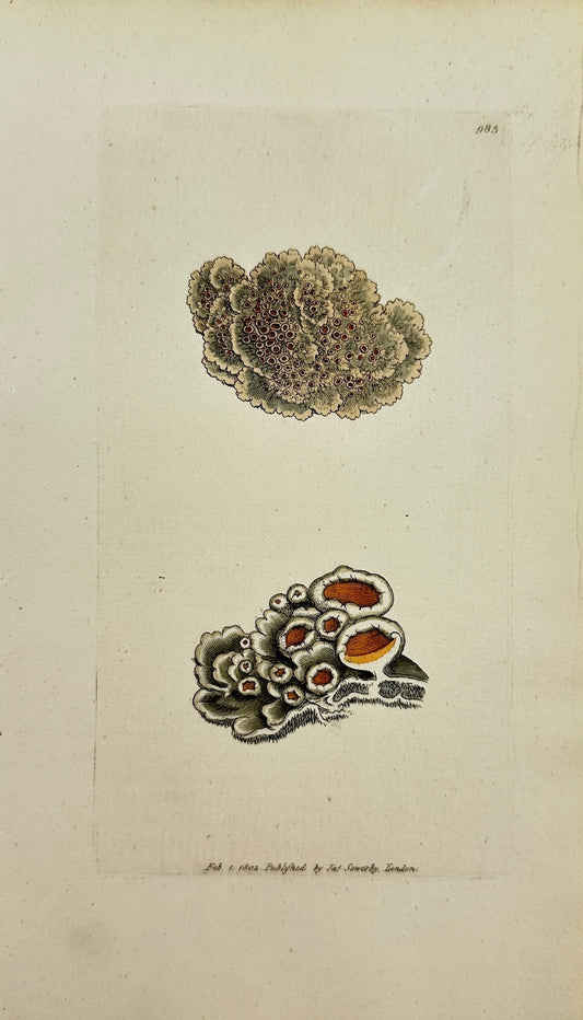 Antique Print - James Sowerby - Lichen Affinis - Thinner Spongy Lichen - F1