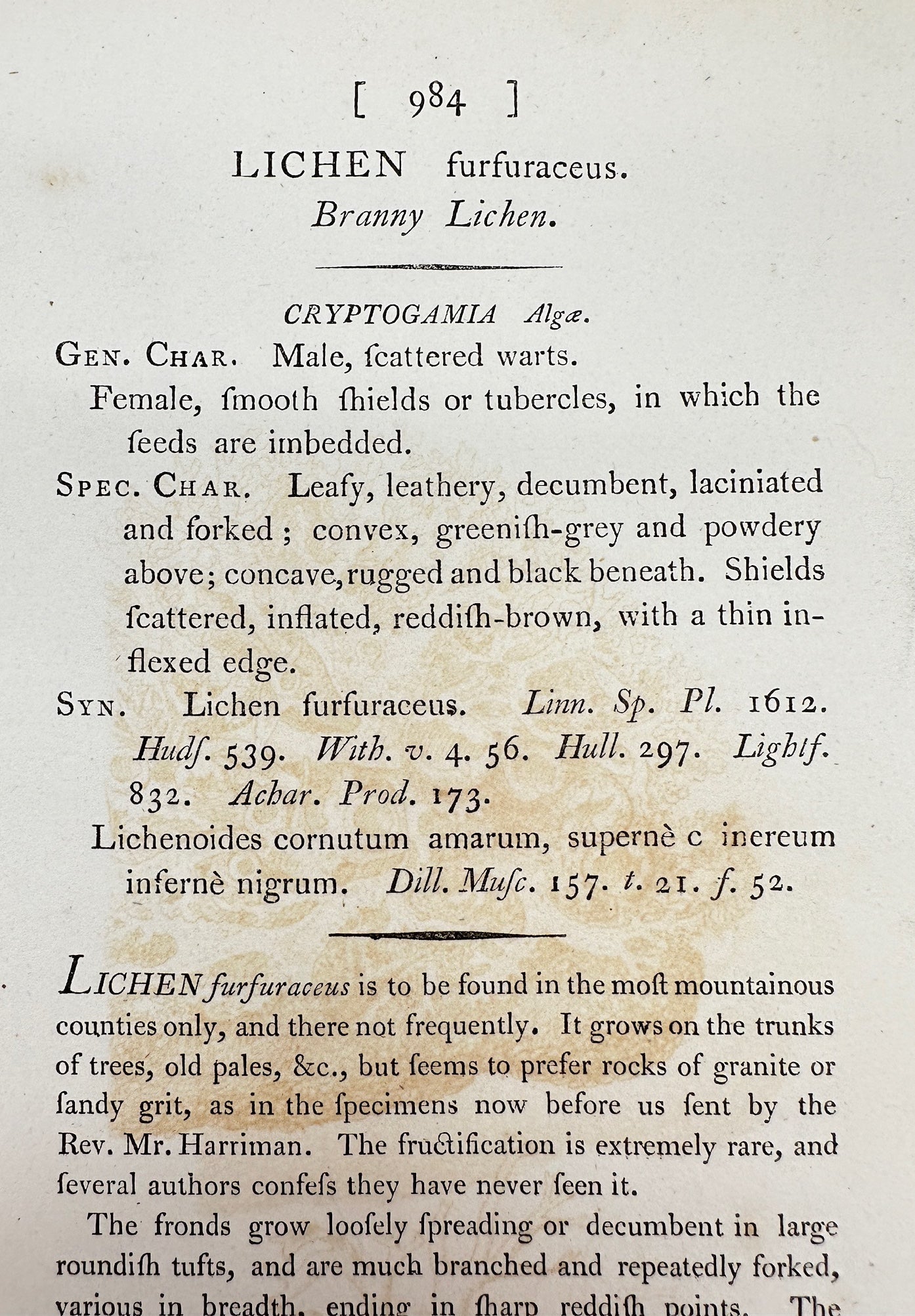 Antique Print - James Sowerby - Lichen Furfuraceus - Branny Lichen - F1