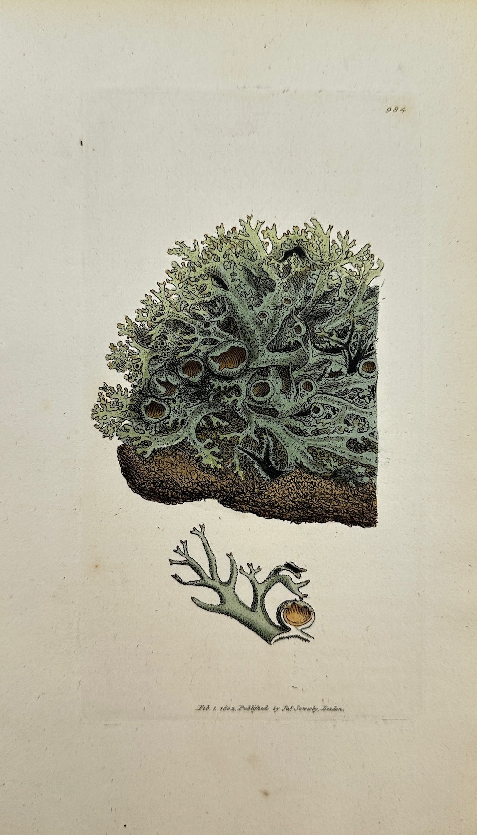 Antique Print - James Sowerby - Lichen Furfuraceus - Branny Lichen - F1