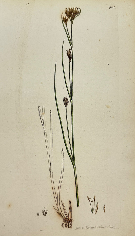 Antique Print - James Sowerby - Schenus Albus - White-headed Bog-rush - F1