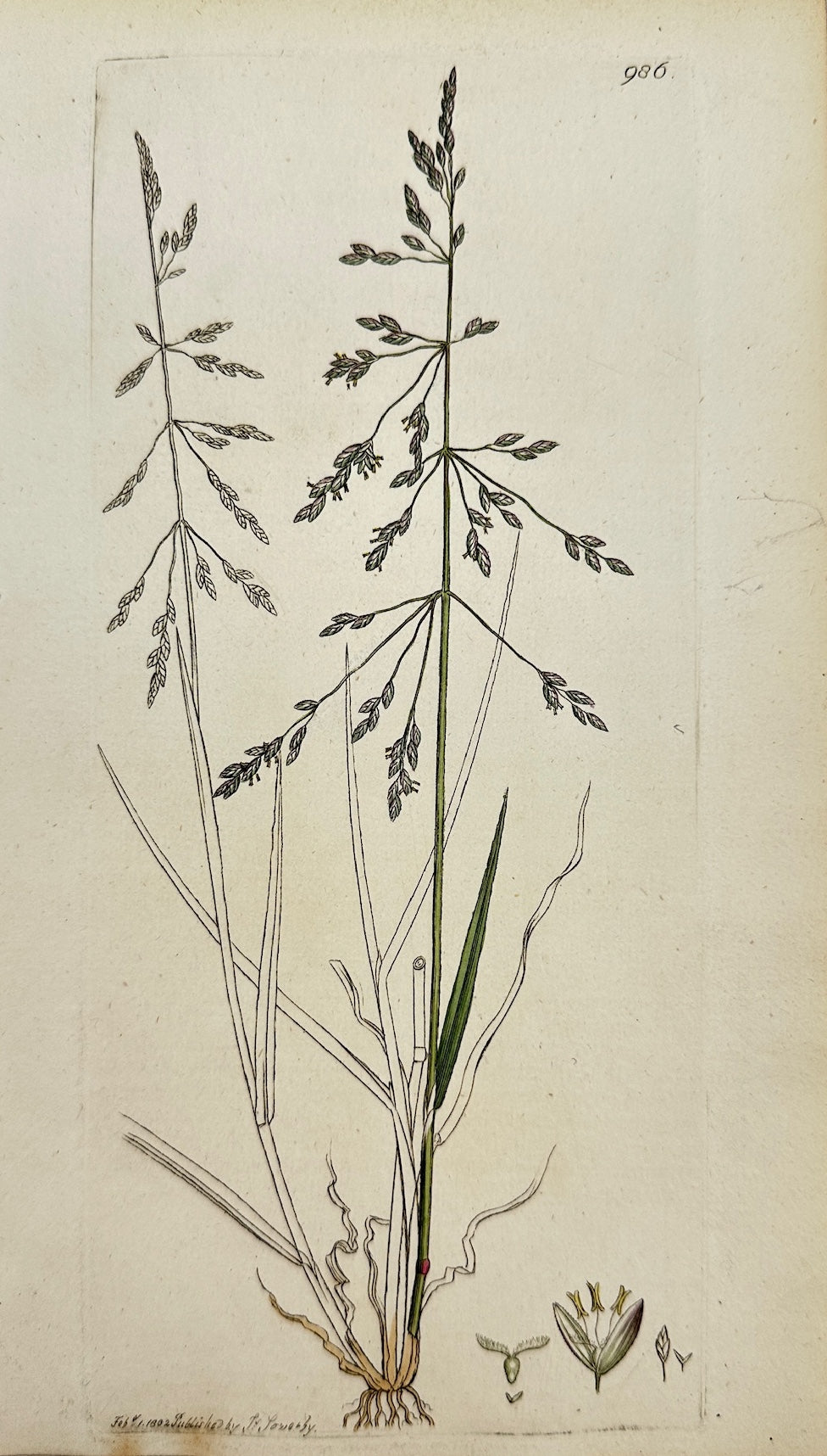 Antique Print - James Sowerby - Poa Diftans - Reflexed Meadow-grafs - F1