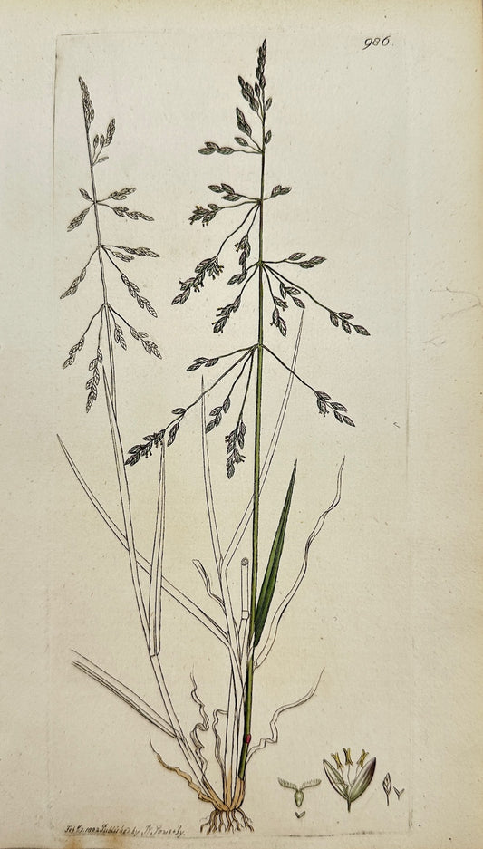 Antique Print - James Sowerby - Poa Diftans - Reflexed Meadow-grafs - F1