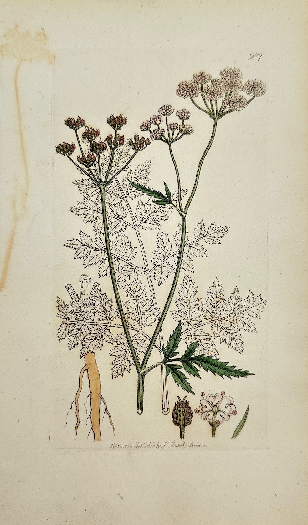 Antique Print - James Sowerby - Caucalis Anthrifcus - Upright Hedge Parsley - F1