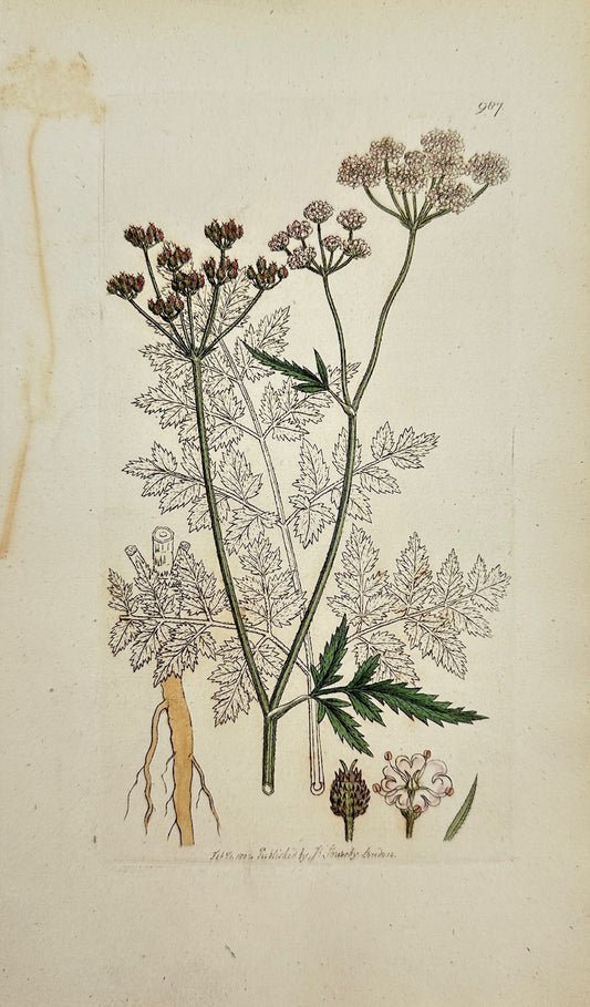 Antique Print - James Sowerby - Caucalis Anthrifcus - Upright Hedge Parsley - F1