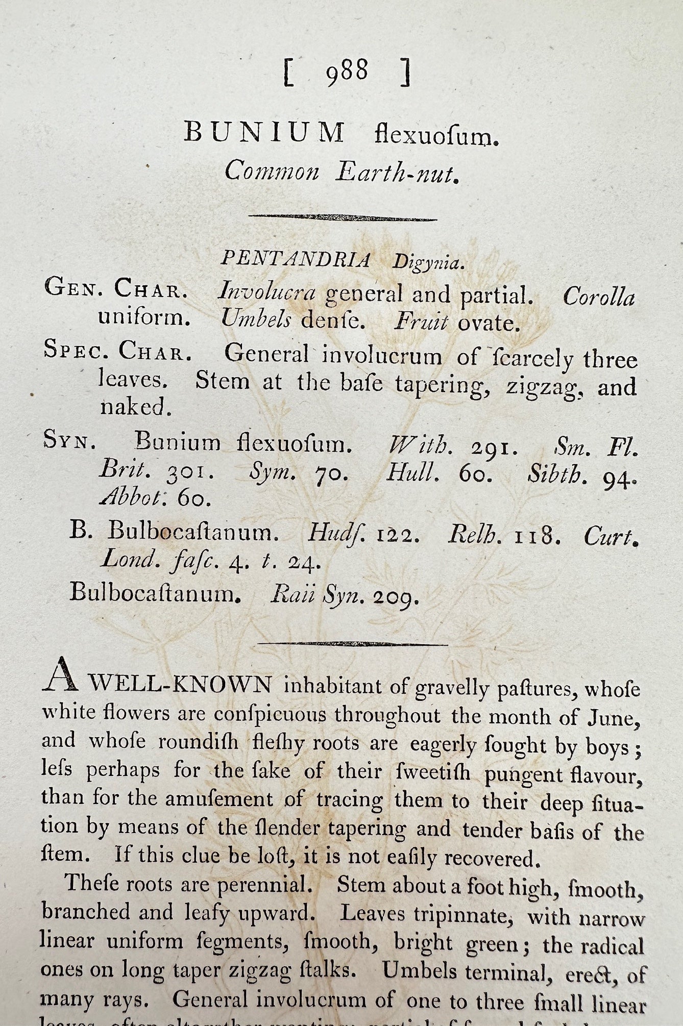 Antique Print - James Sowerby - Bunium Flexuofum - Common Earth-nut - F1