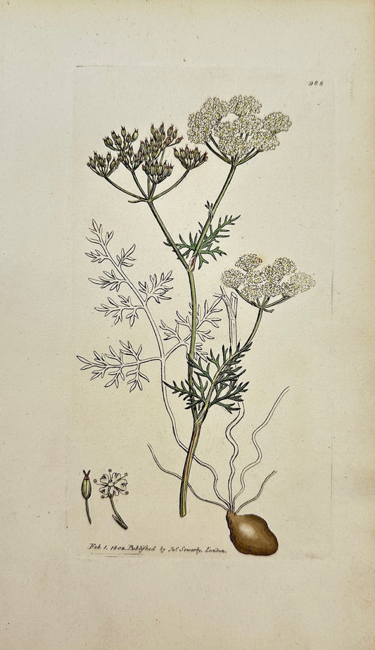 Antique Print - James Sowerby - Bunium Flexuofum - Common Earth-nut - F1