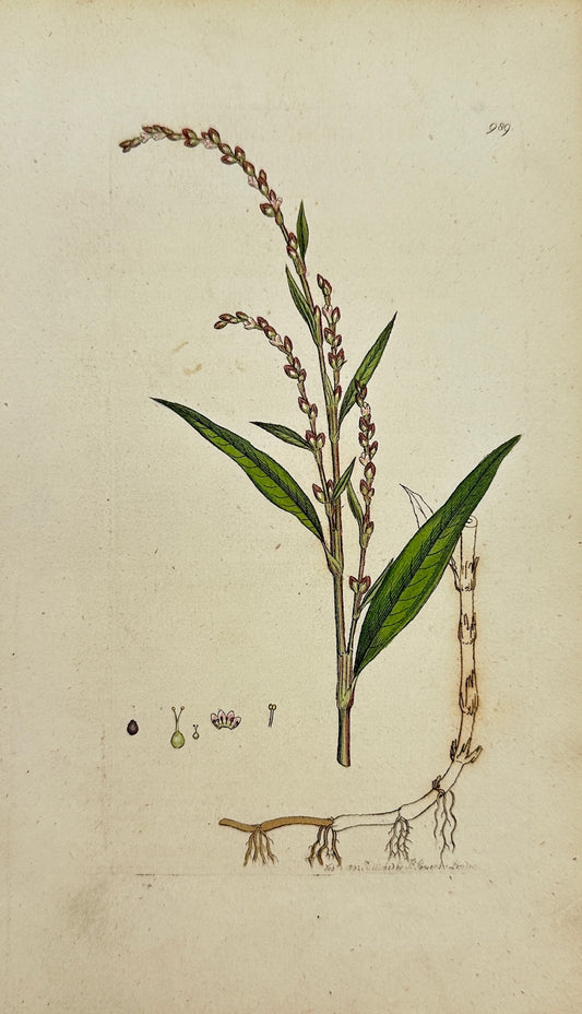 Antique Print - James Sowerby - Polygonum Hydropiper - Biting Perficaria - F1