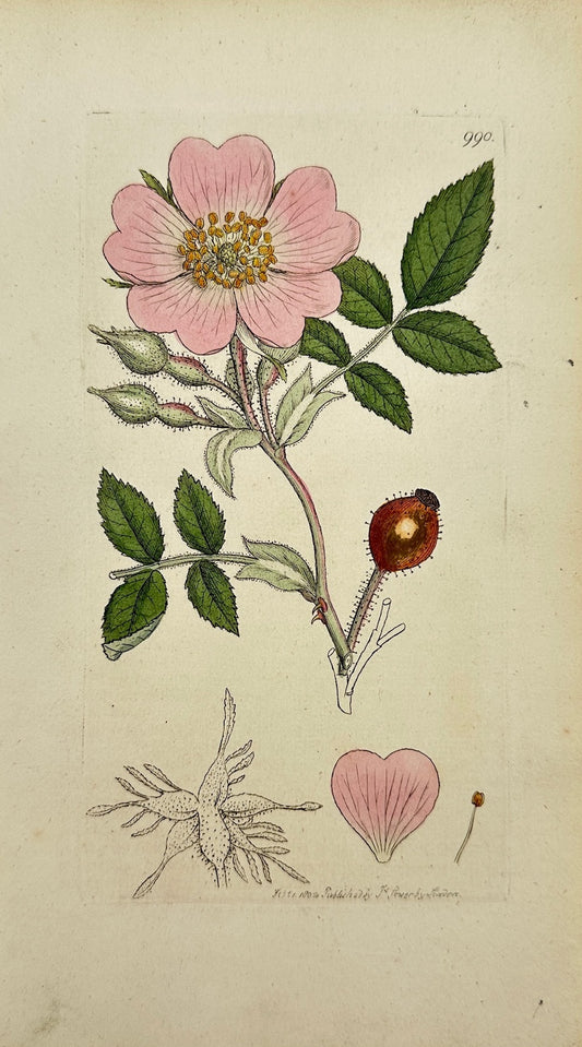 Antique Print - James Sowerby - Rosa Tomentofa - Downy-leaved Dog-rofe - F1