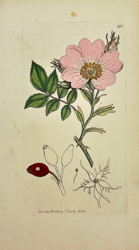 Antique Botanical Print - James Sowerby - Rosa Canina - Common Dog-rofe - F1