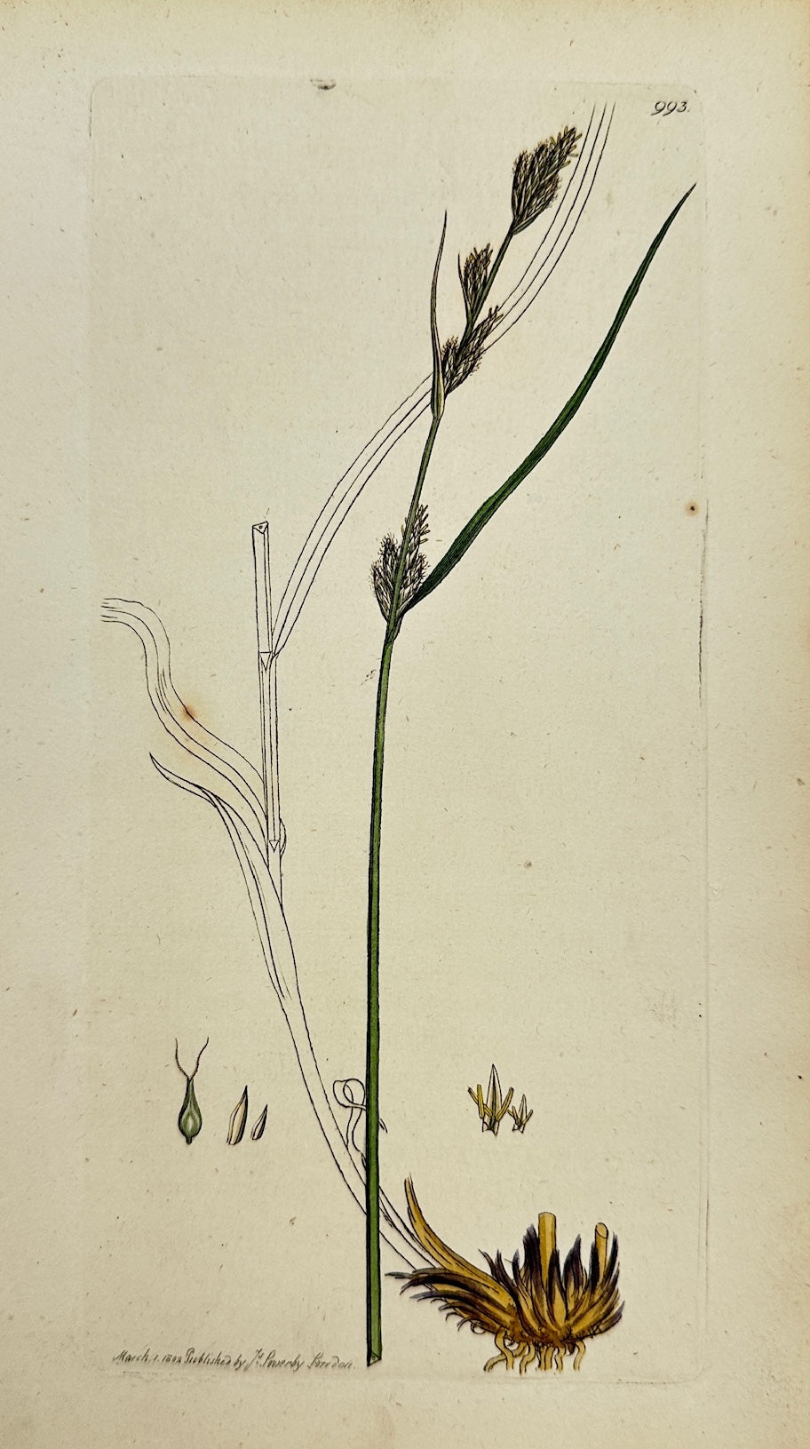 Antique Print - James Sowerby - Carex Axillaris - Axillary Clustered Carex - F1