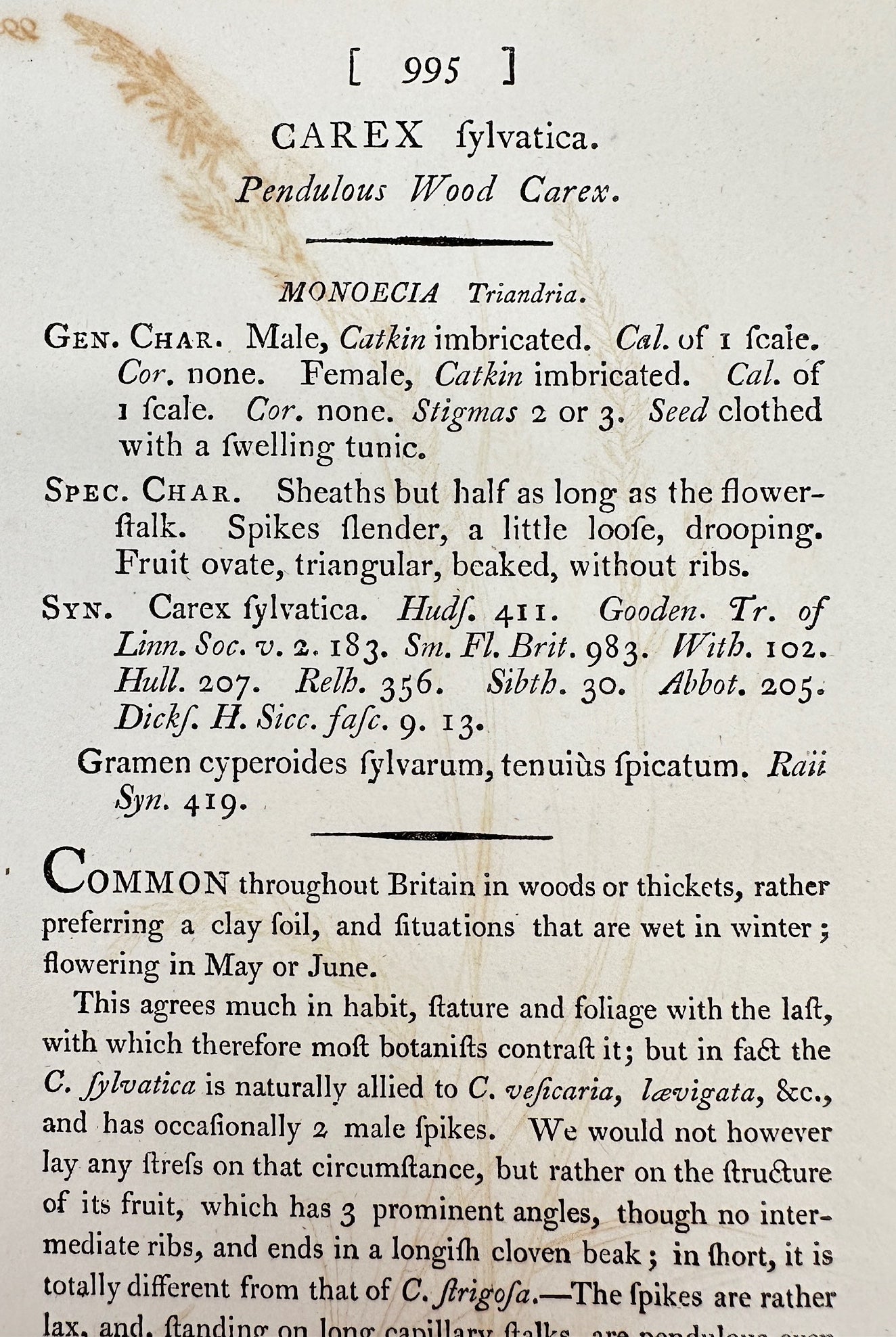 Antique Print - James Sowerby - Carex Fylvatica - Pendulous Wood Carex - F1