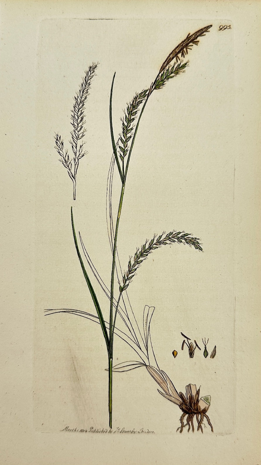 Antique Print - James Sowerby - Carex Fylvatica - Pendulous Wood Carex - F1